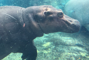 Image of a baby hippo under water
